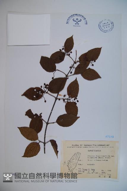 紅子莢迷藏品圖，第1張