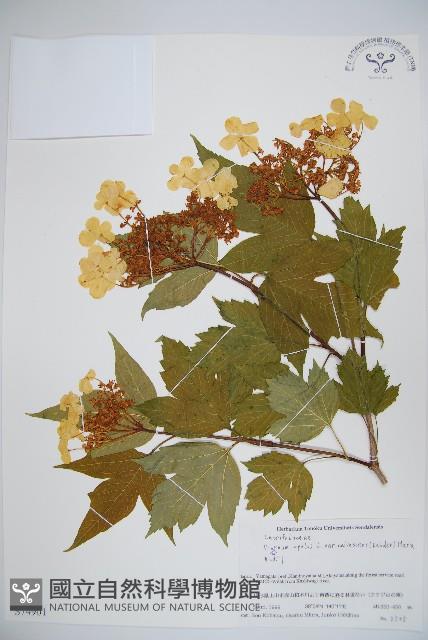 雞樹條莢迷藏品圖，第1張