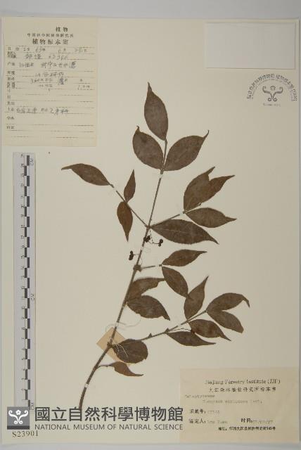 百齒衛矛藏品圖，第1張