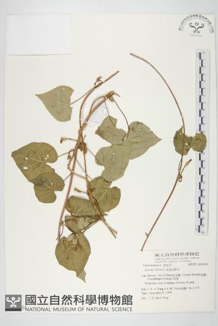 紅花野牽牛藏品圖，第1張