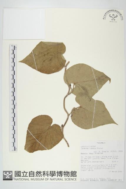 登錄號:S093901藏品圖，第1張