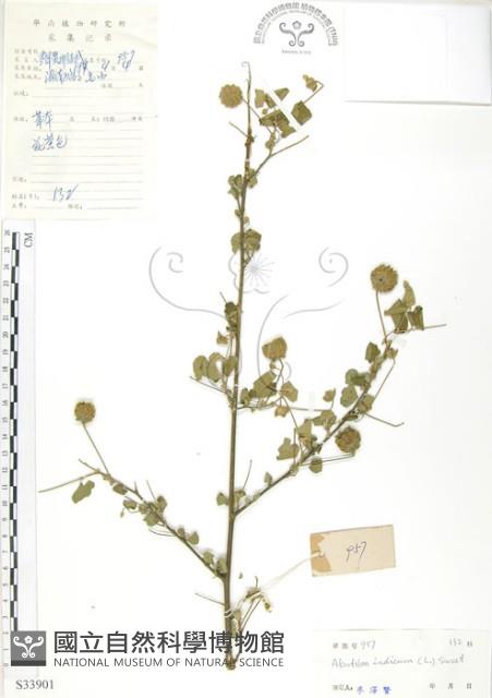 India Abutilon Collection Image