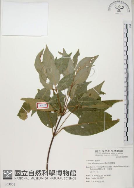 樟葉槭, 飛蛾子樹藏品圖，第1張