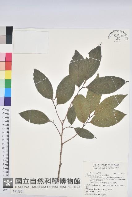 刺杜密藏品圖，第1張