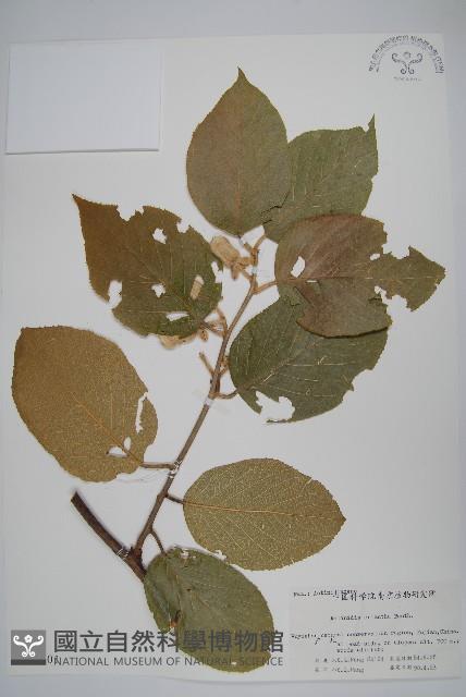 毛花楊桃藏品圖，第1張