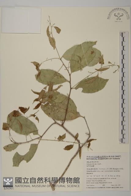 南華南蛇藤，青江藤藏品圖，第1張