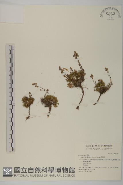 高山艾藏品圖，第1張