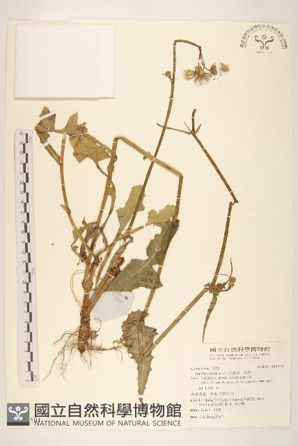 苦滇菜、苦菜藏品圖，第1張