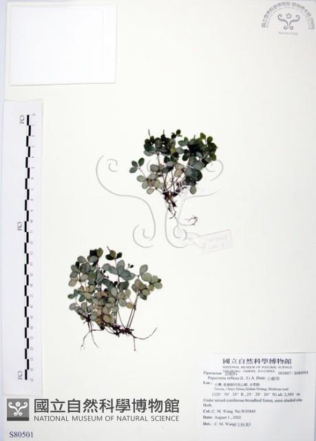 小椒草藏品圖，第1張