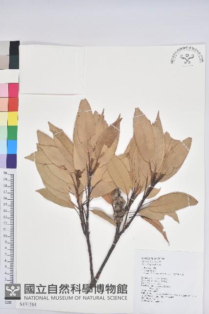 短尾葉石櫟、嶺南柯`東南石櫟藏品圖，第1張