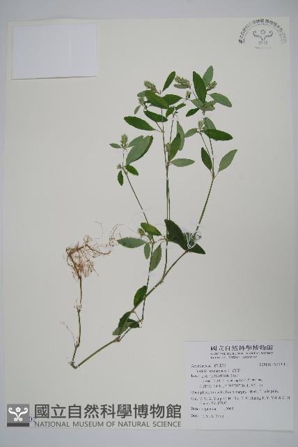 爵床藏品圖，第1張