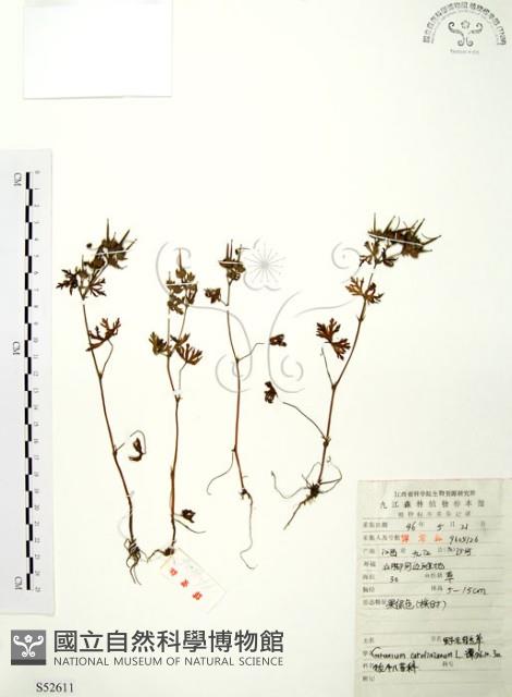 野老鸛草藏品圖，第1張