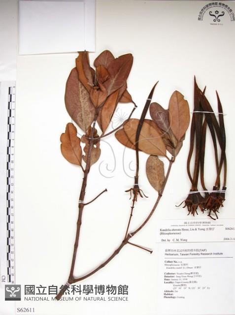 水筆仔藏品圖，第1張