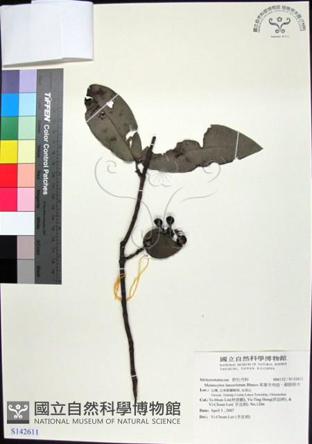 革葉羊角扭、細脈榖木藏品圖，第1張