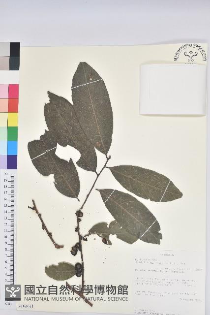 登錄號:S100611藏品圖，第1張