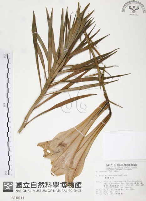 麝香百合藏品圖，第1張