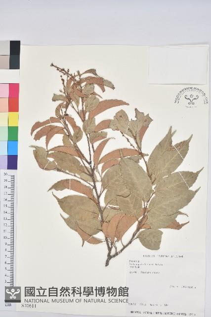 細刺苦櫧、草野錐果藏品圖，第1張