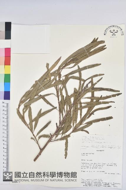 登錄號:S080611藏品圖，第1張