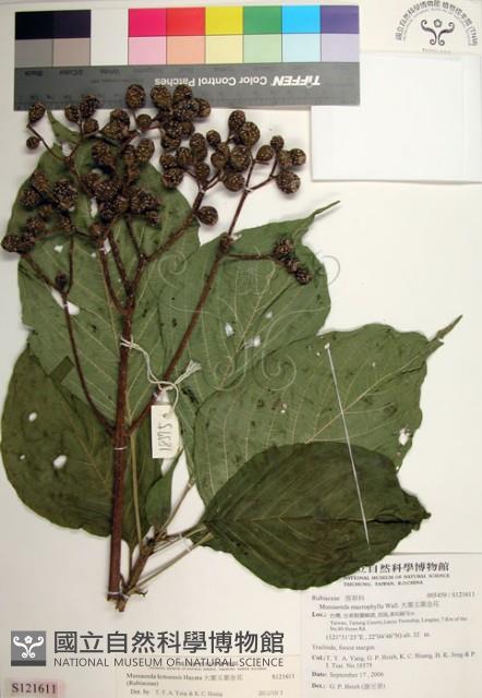 大葉玉葉金花藏品圖，第1張