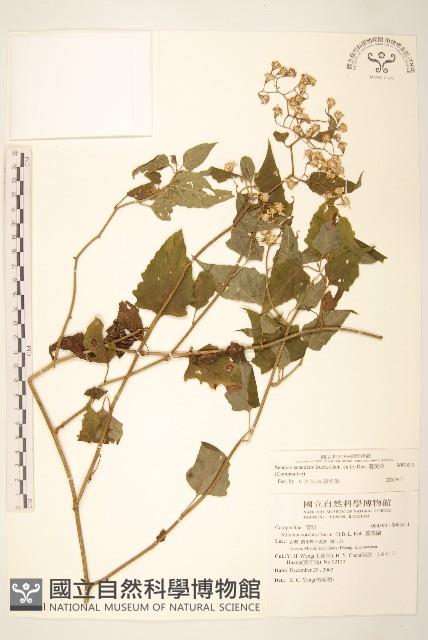 蔓黃菀藏品圖，第1張