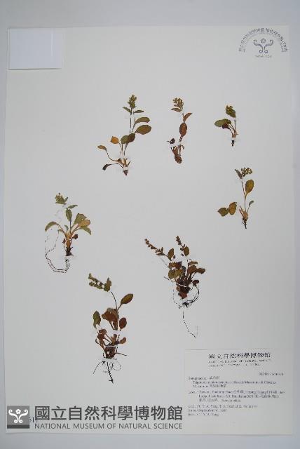 南湖附地草藏品圖，第1張