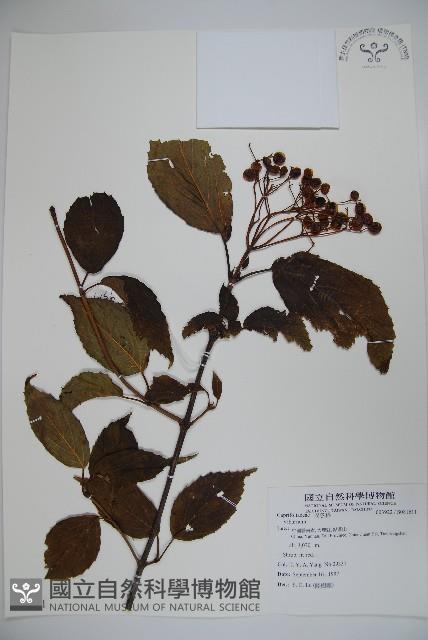 登錄號:S081611藏品圖，第1張