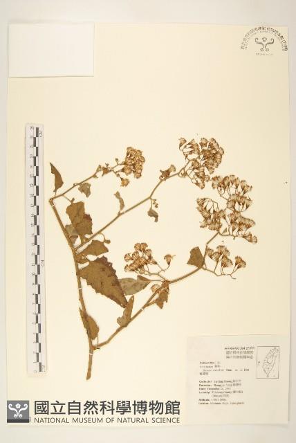 Accession Number:S063611 Collection Image, Figure 1, Total 2 Figures