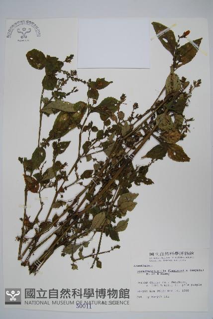 曲莖馬藍藏品圖，第1張