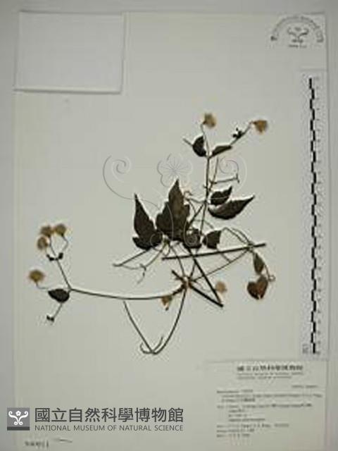 巴氏鐵線蓮藏品圖，第1張