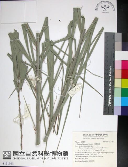 台灣海棗藏品圖，第1張