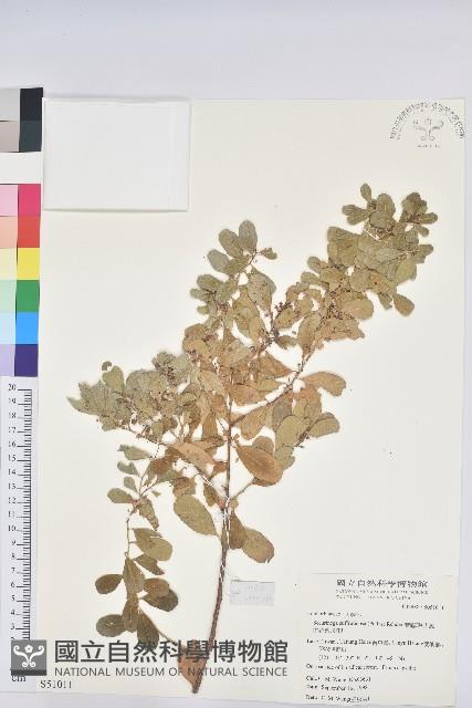 葉底珠、市蔥密花葉底珠藏品圖，第1張