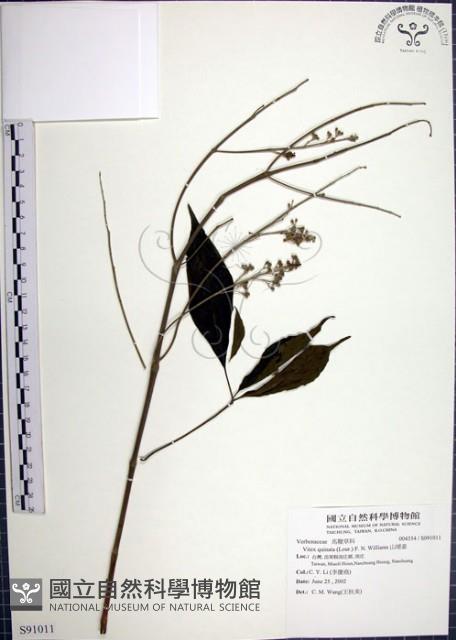 山埔姜藏品圖，第1張