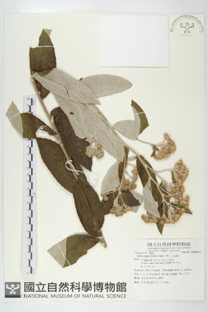 羊耳菊藏品圖，第1張