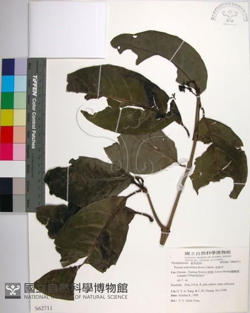 皮孫木藏品圖，第1張