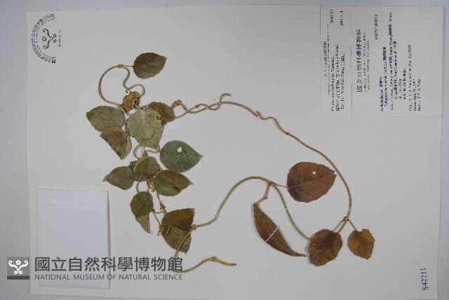 蘭嶼牛皮消、蘭嶼白薇藏品圖，第1張