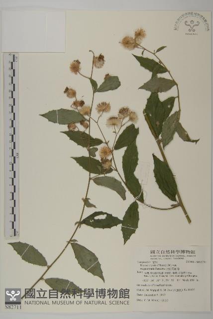 大頭艾納香藏品圖，第1張