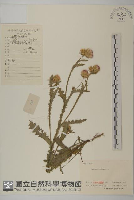 紅淡比藏品圖，第1張