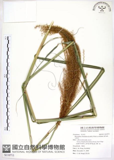 五節芒藏品圖，第1張