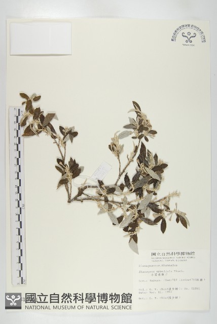 小葉胡頹子藏品圖，第1張