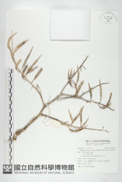 濱萊菔藏品圖，第1張