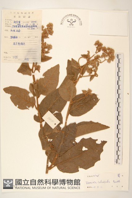 茄葉斑鳩菊藏品圖，第1張