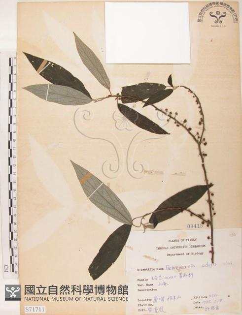 水麻藏品圖，第1張