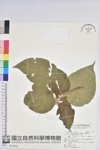 紅頭鐵莧、蘭嶼鐵莧藏品圖，第1張