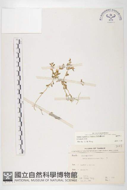 珠芽佛甲草藏品圖，第1張