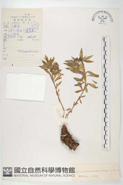 紫綠紅景天藏品圖，第1張