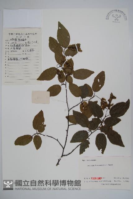 鵝耳櫪藏品圖，第1張