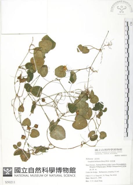 苞花蔓藏品圖，第1張