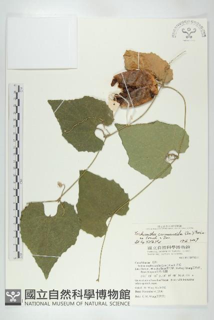 王瓜藏品圖，第1張