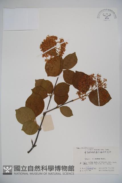 莢迷藏品圖，第1張