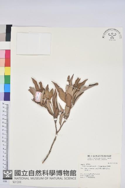 灰背櫟藏品圖，第1張